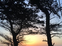 A sunset over the sea, framed by the silhouettes of two tall trees in the foreground, with the sun low on the horizon and gentle waves visible beyond the rocky coast.