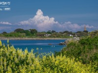 A scenic coastal landscape with vibrant yellow wildflowers in the foreground, a blue bay, green trees, scattered white houses, and a church spire, set beneath a dramatic sky with large cumulus clouds.