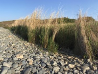Tall, dried rushes and green grass growing alongside a stony beach, set beneath a clear blue sky and gentle sunlight.