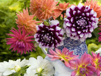 A vibrant bouquet of dahlias in shades of purple, pink, orange, and white, arranged in a decorative blue and white floral-patterned vase, with a lush green background.